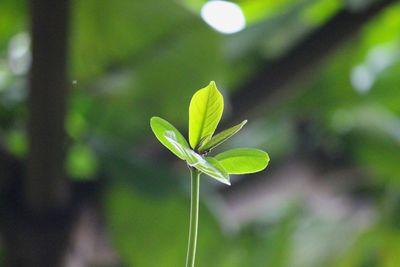 Close-up of plant