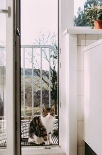 Portrait of cat seen through window