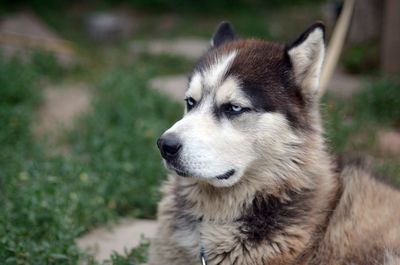 Close-up of dog looking away