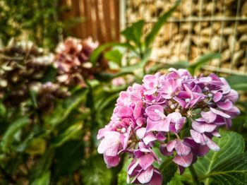 Close-up of pink flowering plant