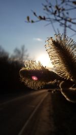 Close-up of plant against sky during sunset