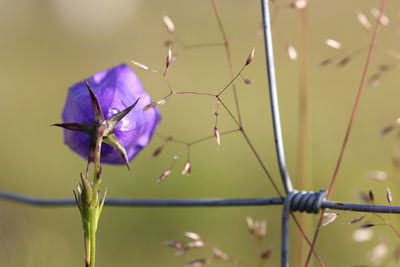 Close-up of purple flowers