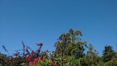 Low angle view of trees against blue sky