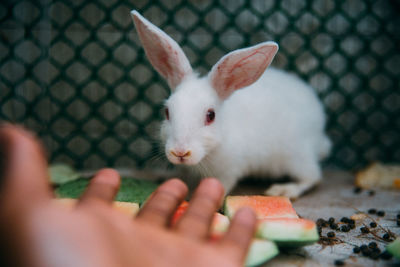 A human showing hand gestures to a white rabbit