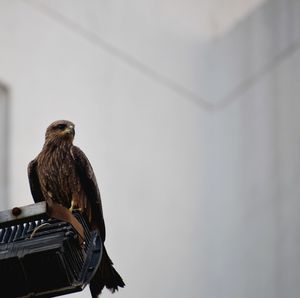 Low angle view of bird perching on wall