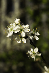 Close-up of white flowering plant