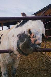 Close-up of horse