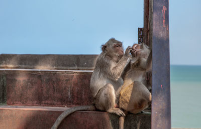 Monkey sitting on railing against clear sky