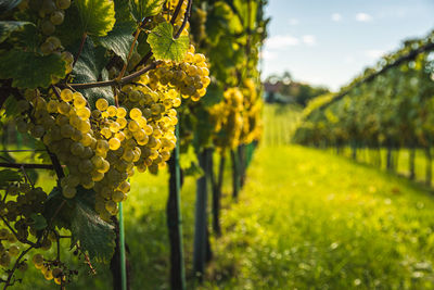 Yellow grapes in vineyard