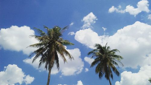 Low angle view of palm trees against sky