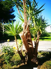 Palm tree by plants against sky