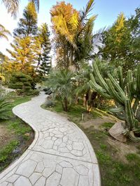 Footpath amidst trees in park