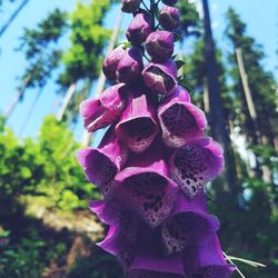 Low angle view of pink flowers on tree