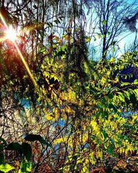 Low angle view of trees against sky