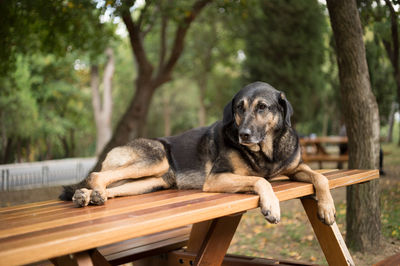 Stray dog relaxing on table at park