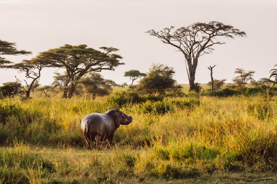 Hippopotamus standing on a field