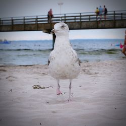 Seagull perching on a beach