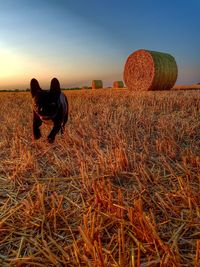 Hay bales on field against clear sky