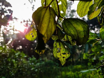 Close-up of leaves growing on tree