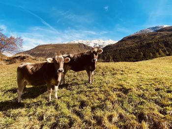 Cows in a field