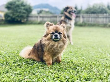 Portrait of dog on grass