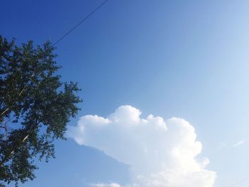 Low angle view of trees against blue sky