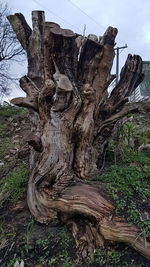 Driftwood on tree stump in field