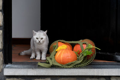 Small kitten stands near a grid with orange ripe pumpkins