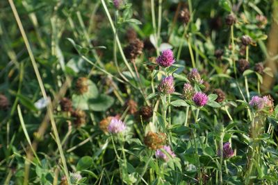 Close-up of purple flowers blooming outdoors