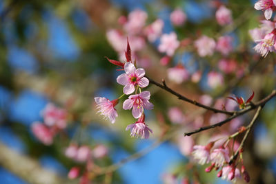 Close-up of pink cherry blossoms in spring