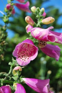 Close-up of pink flowers