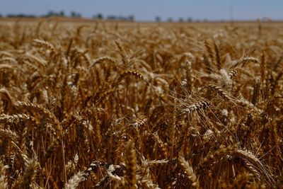 Wheat crops on field against sky