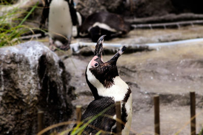 Close-up of bird