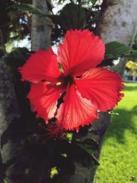 Close-up of red hibiscus blooming outdoors