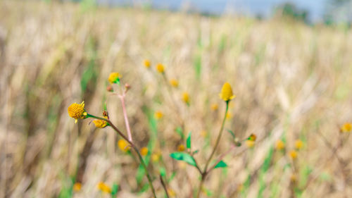 Close-up of yellow flowering plant on field