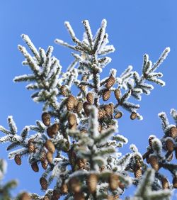 Close-up of snow covered tree against blue sky
