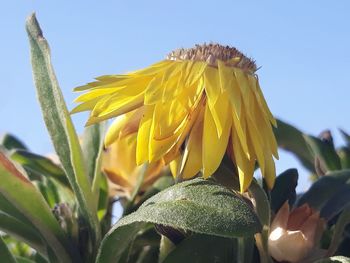 Close-up of sunflower against clear sky