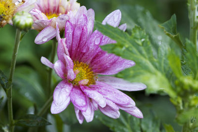 Close-up of wet pink flower