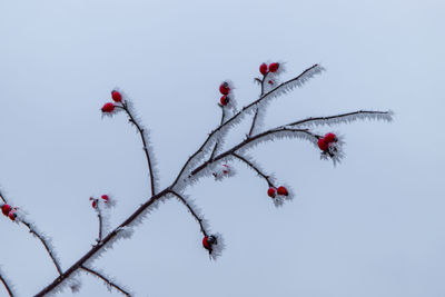 Low angle view of red flowering plant against sky