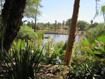 Scenic view of lake against trees in forest