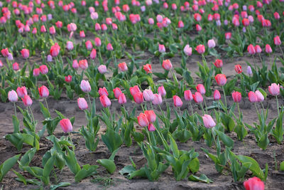 Close-up of pink tulips growing on field