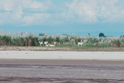 View of birds on land against sky