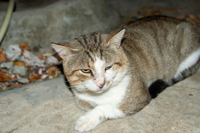 Close-up portrait of tabby cat