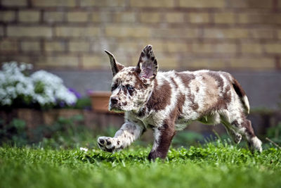 Dog standing on grass