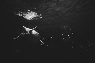 Low angle view of turtle swimming undersea