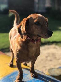 Close-up of dog looking away