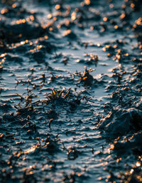 Full frame shot of leaves in water