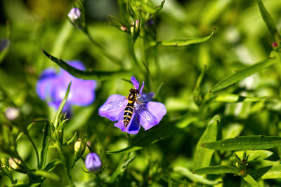 Close-up of purple flowering plant