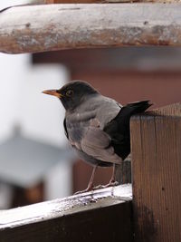 Close-up of bird perching on wood