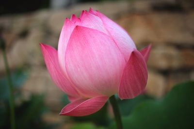 Close-up of pink lotus water lily